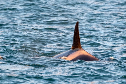 orca killer whale in mediterranean sea at sunset coming from Iceland photo
