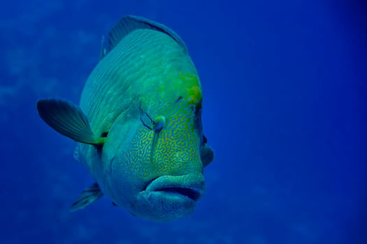 Red Sea Napoleon Fish close up portrait photo