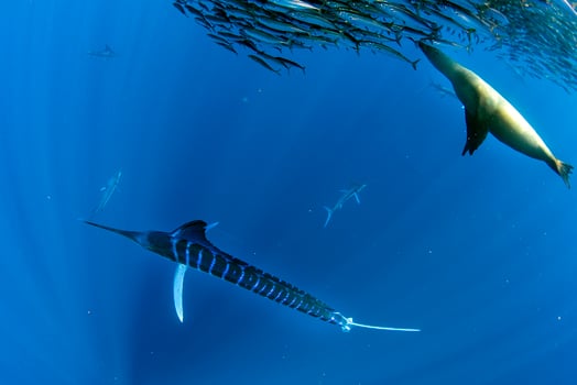 Striped marlin and sea lion hunting in sardine bait ball in pacific ocean photo