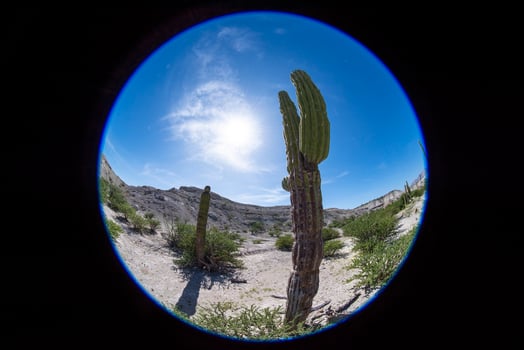 Baja california desert cactus photo