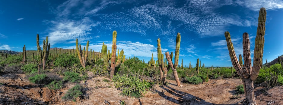 baja california sur giant cactus in desert photo