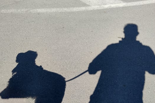 man and dog cocker spaniel shadow photo