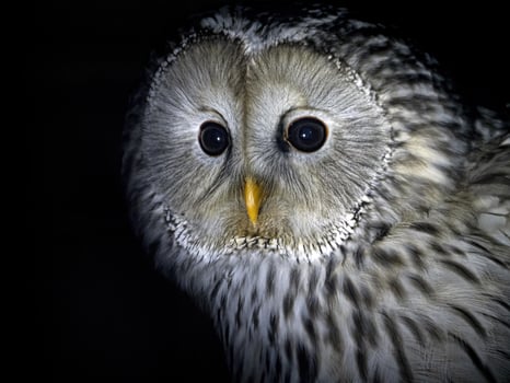 Ural owl portrait looking at you isolated on black photo
