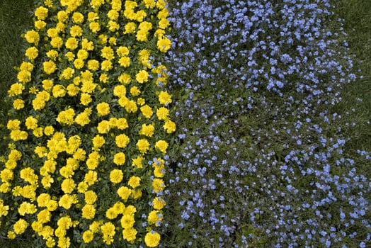 ukraine flag made of flowers photo