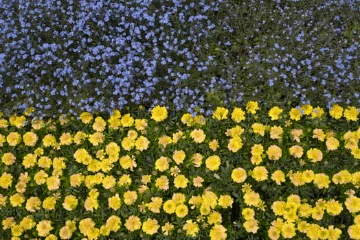ukraine flag made of flowers photo