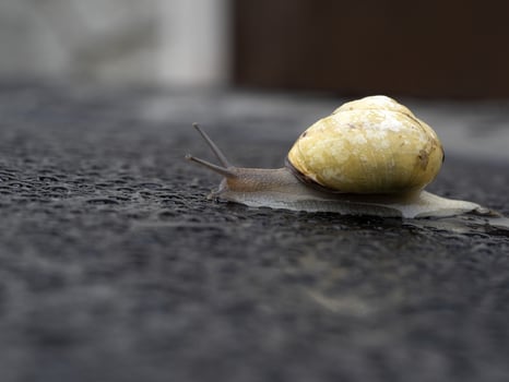 snail on rain drops photo