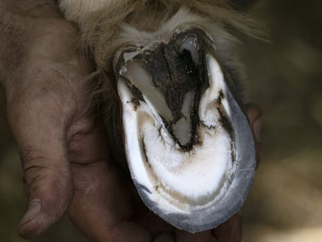 Blacksmith shoeing a donkey and cleaning hoof photo