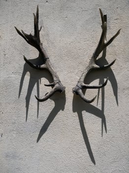 deer antlers on building wall photo