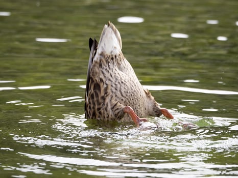 wild duck in the lake photo
