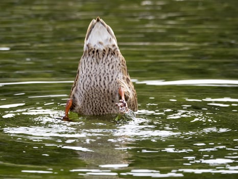 wild duck in the lake photo