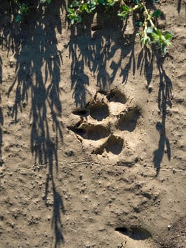 wolf paw print on mud photo