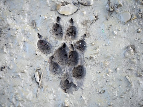 wolf paw print on mud photo