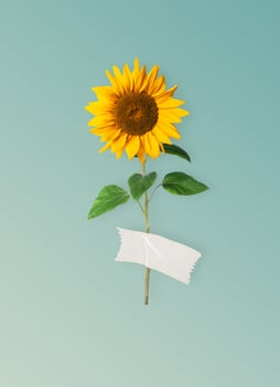 Blooming a yellow sunflower in the studio is glued with tape on a blue background. Minimal autumn or summer concept. Creative background with Sunflower. photo