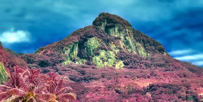 Beautiful pink and purple infrared shots of tropical palm trees on the Seychelles photo