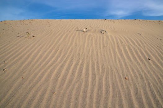 sand texture. wavy sand textured background. sand textured beach photo