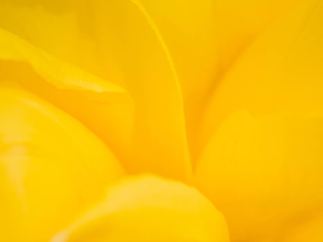 Blurred flowers background design. Soft focus of flowers. photo