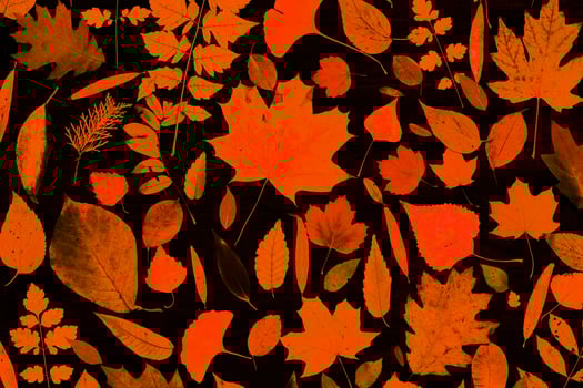 Yellow autumn maple leaves compositions. Autumn concept with red-yellow leaves background. Bright colorful leaves photo
