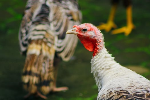 female turkey in the garden photo