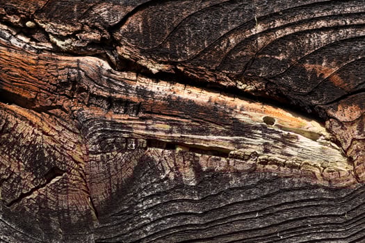 old tree, close up photo