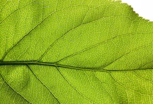 structure of a green leaf photo