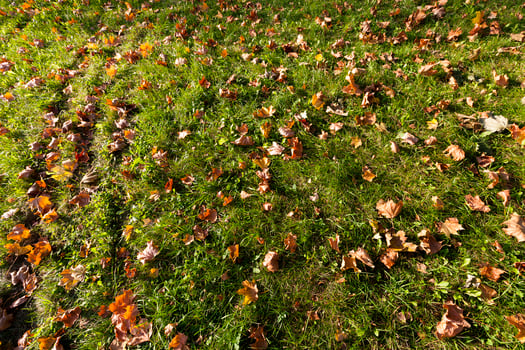green grass with autumn leaves photo