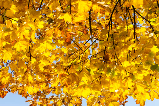 Autumnal ornament, close up photo