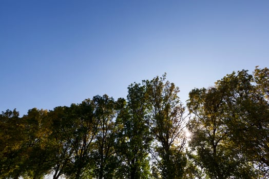 autumn sun, close up photo