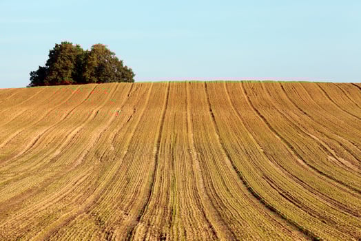 plowed soil, tree photo