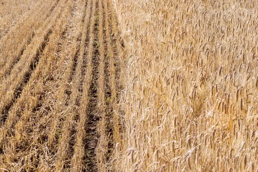 half field, close up photo