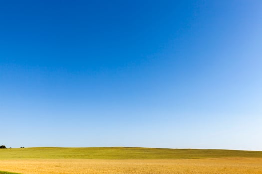 agriculture field, corn photo