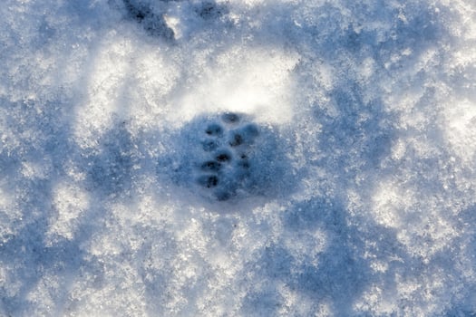 Snow after snowfall photo