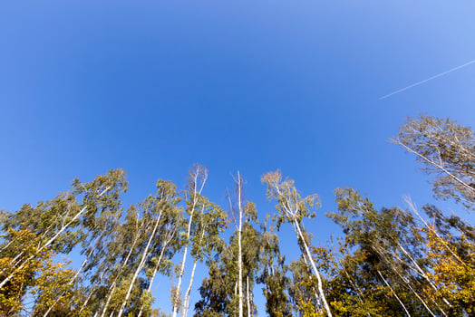 tops of birches photo
