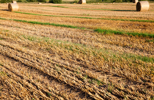 stubble agricultural field photo