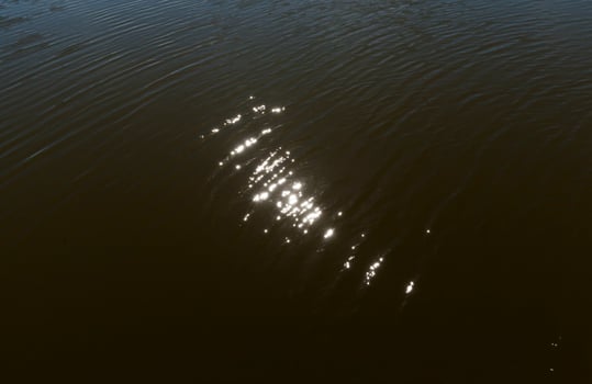 muddy water of the swamp photo