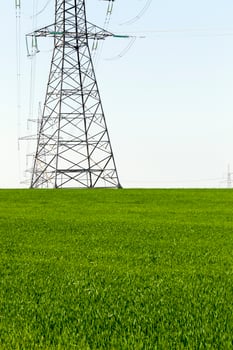 green cereals, field photo