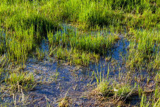 green grass, close up photo