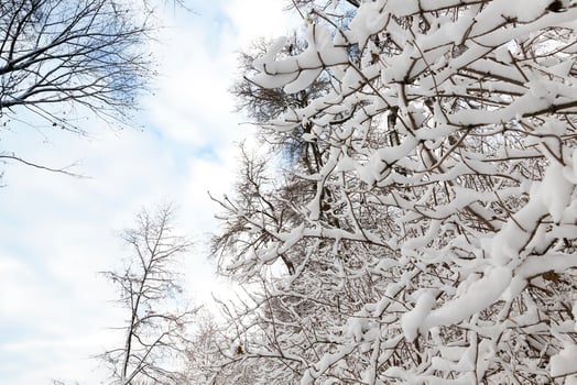 trees covered with snow photo