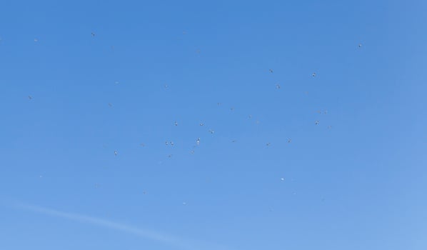 flying in the blue sky gulls photo