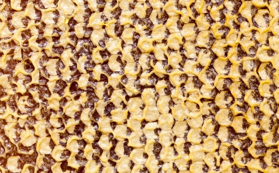 closed honeycombs, close up photo