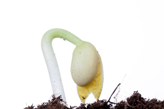 one young green bean photo