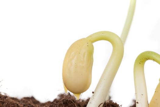 bean sprout, close up photo