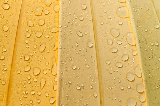 yellow umbrella , drop photo