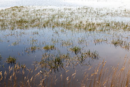 grass on the lake photo