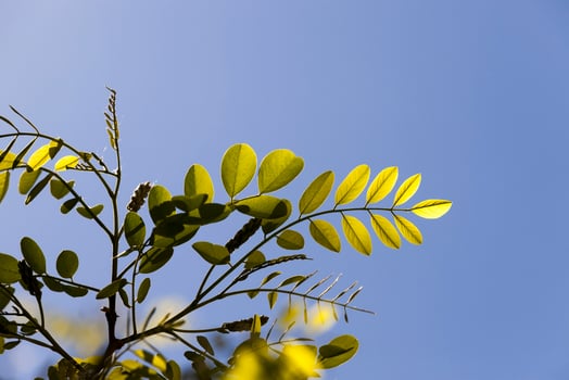 foliage tree, close up photo