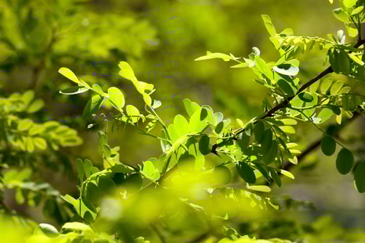 young leaf shrub photo
