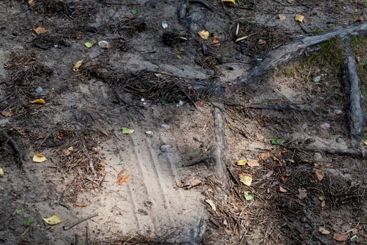 Soil root of a tree photo