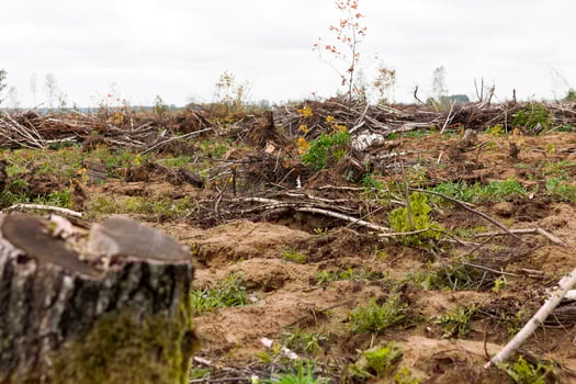 trees after the hurricane photo
