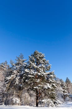 mixed forest, fir photo