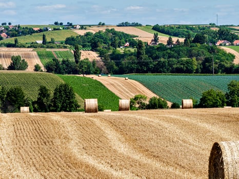 Cylinder-shaped hay bales in the fields of Alsace. photo