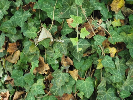 ivy plant background photo